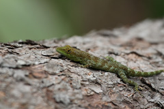 Anolis apletolepis