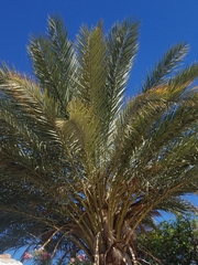 Phoenix dactylifera