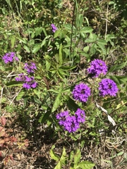 Glandularia canadensis