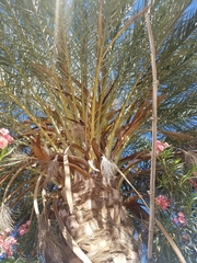 Phoenix dactylifera