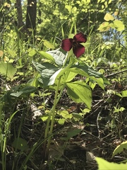 Trillium sulcatum