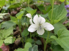 Viola striata