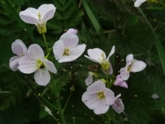 Cardamine