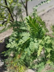 Prosopis chilensis