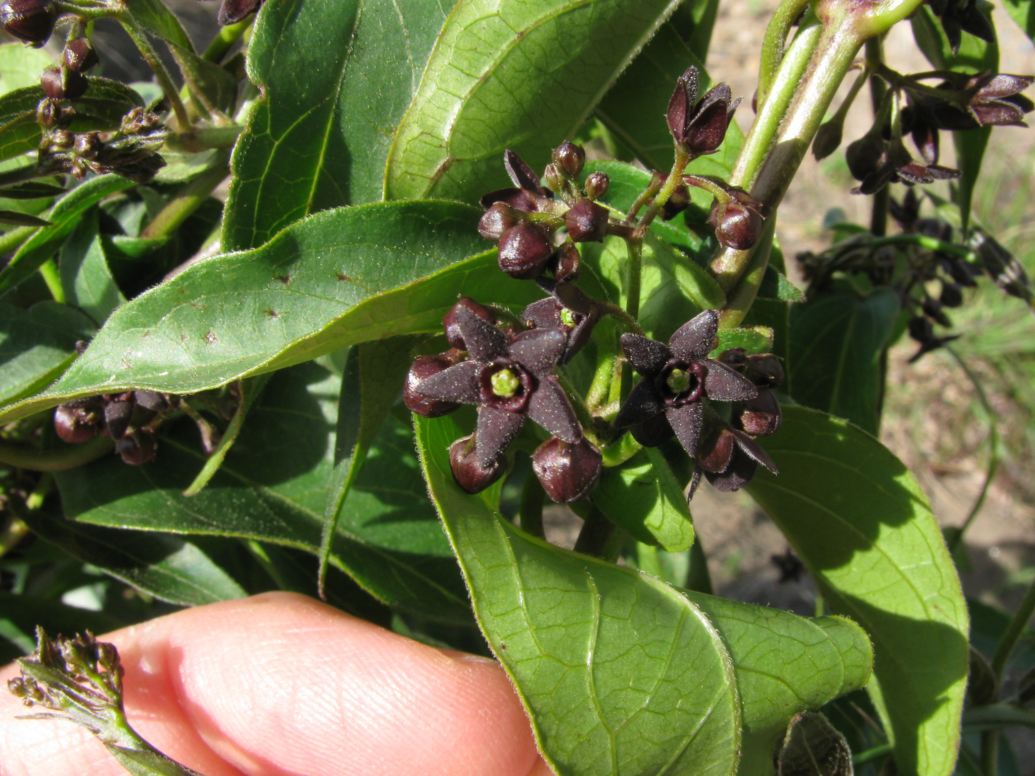 black swallow-wort (Vincetoxicum nigrum)  iNaturalist