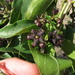 Black Swallow-Wort - Photo (c) Jomegat, some rights reserved (CC BY-SA)
