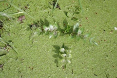 Creeping Marshwort (Helosciadium nodiflorum)