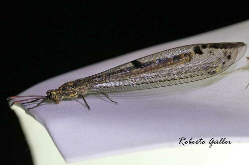 Eremoleon punctipennis