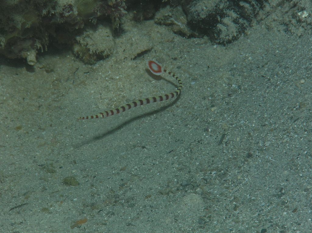 Banded Pipefish
