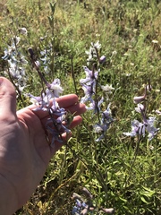 Delphinium carolinianum