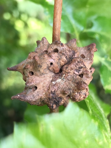 Andricus coriarius · iNaturalist