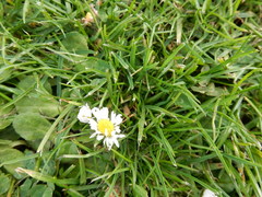 Bellis perennis