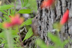 Peromyscus pectoralis