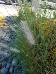 Poaceae