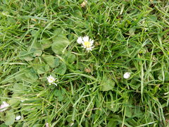 Bellis perennis