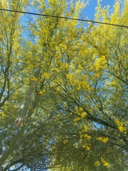Parkinsonia aculeata