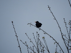 Turdus merula