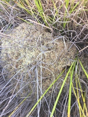 Myrmicaria nigra