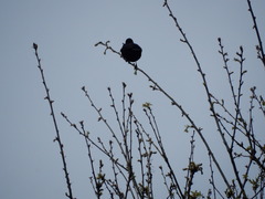 Turdus merula