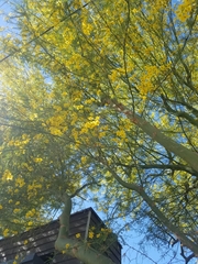 Parkinsonia aculeata