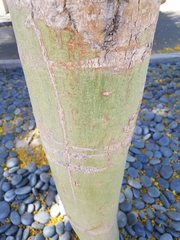 Parkinsonia aculeata
