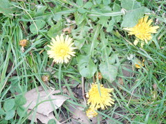 Taraxacum officinale
