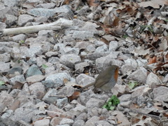 Erithacus rubecula