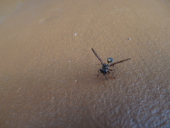 Polybia occidentalis bohemani