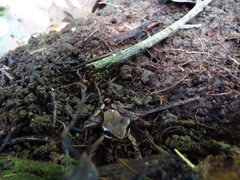 Lithobates warszewitschii