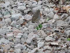 Erithacus rubecula