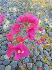Bougainvillea
