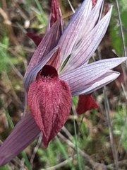 Serapias cordigera