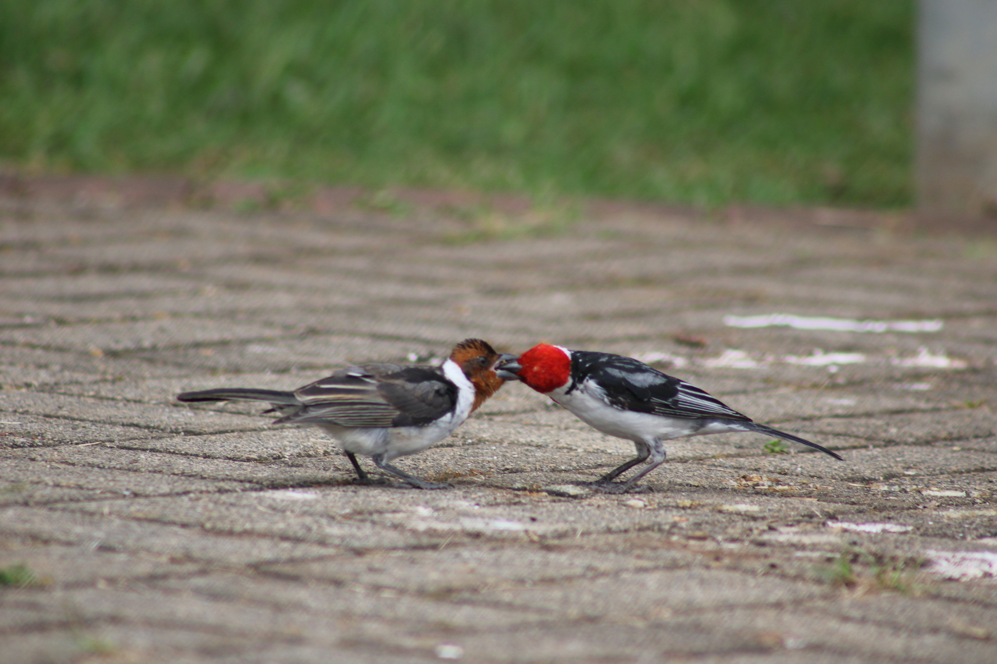 Red-cowled Cardinal illustration