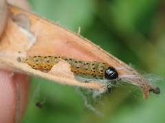 Archips rileyana