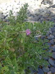 Leucophyllum frutescens