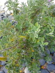 Leucophyllum frutescens