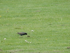 Sturnus vulgaris