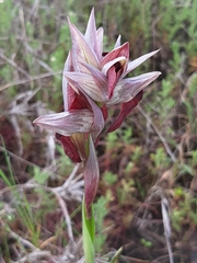 Serapias cordigera