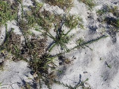 Pseudoselago gracilis