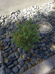 Leucophyllum frutescens