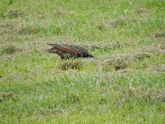 Sturnus vulgaris
