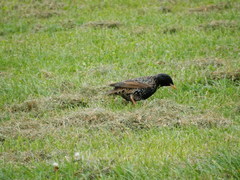 Sturnus vulgaris