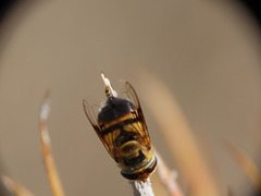 Copestylum apiciferum