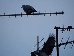 Columba palumbus