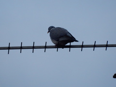 Columba palumbus