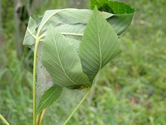 Archips rileyana