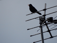 Turdus merula