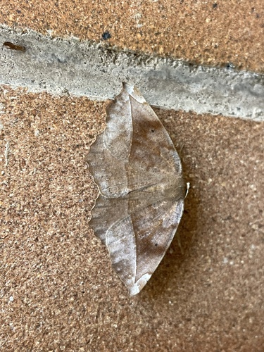 Curved-toothed Geometer Moth photo 3