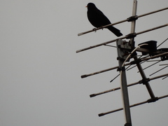 Turdus merula