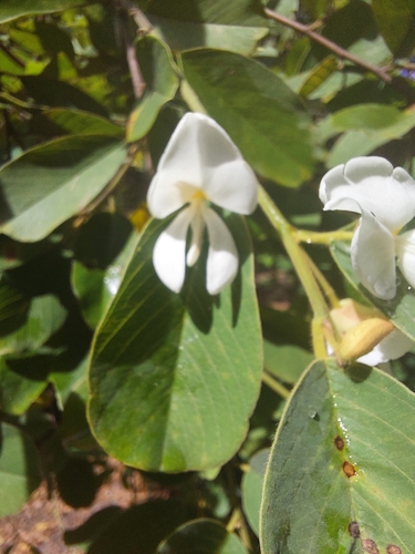 Baphia massaiensis obovata
